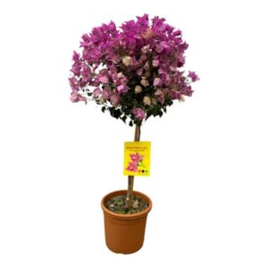 Bougainvillea pyramide - 90 cm - Ø21cm