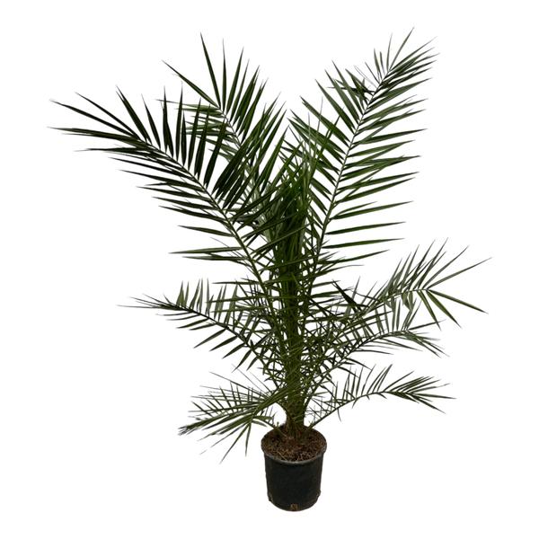 thumbnail_600-441 Phoenix Canariensis - 160 cm - Ø22cm