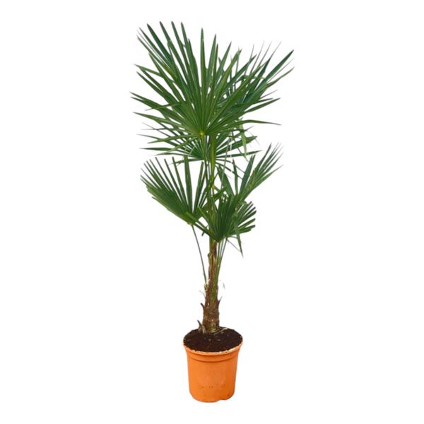 thumbnail_600-442 Trachycarpus Fortuneii - 150 cm - Ø27cm