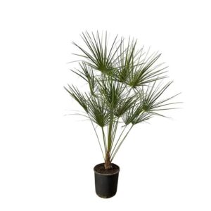 Chamaerops Humilis auf stamm - 160 cm - Ø28cm