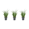 3x Sansevieria Kirkii - 38 cm - ø12