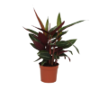 Calathea Stripestar - 40 cm - Ø12cm