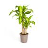 Dracaena Fragrans Massangeana Ø19cm - ↕70 - 90cm