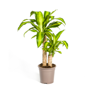 Dracaena Fragrans Massangeana Ø19cm - ↕70 - 90cm