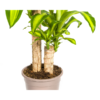 Dracaena Fragrans Massangeana Ø19cm - ↕70 - 90cm