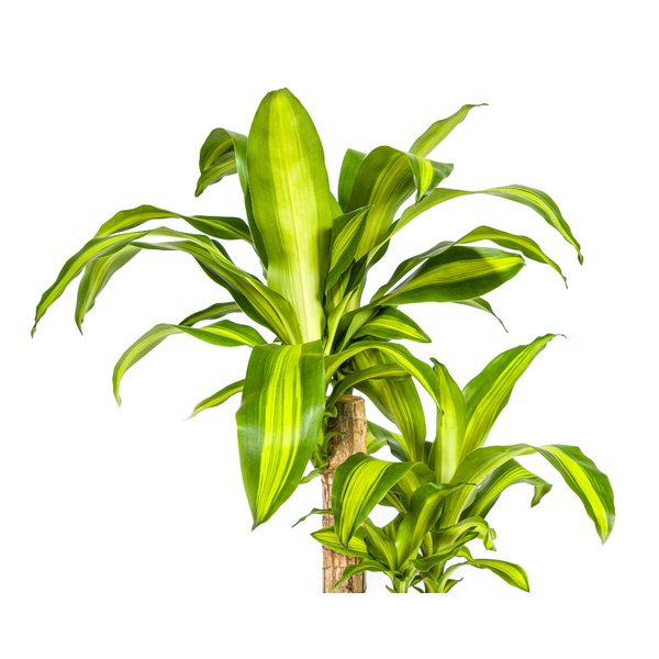 Dracaena Fragrans Massangeana Ø19cm - ↕70 - 90cm