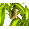 Dracaena Fragrans Massangeana Ø19cm - ↕70 - 90cm