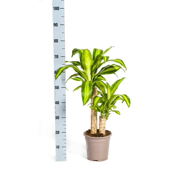 Dracaena Fragrans Massangeana Ø19cm - ↕70 - 90cm