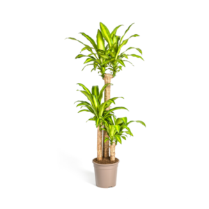 Dracaena Fragrans Massangeana Ø24cm - ↕130 - 150cm