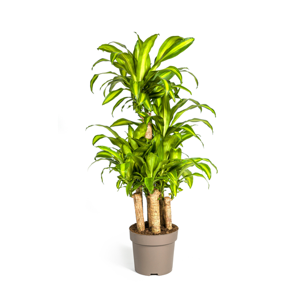 Dracaena Fragrans Massangeana Karussell Ø30cm - ↕130 - 150cm