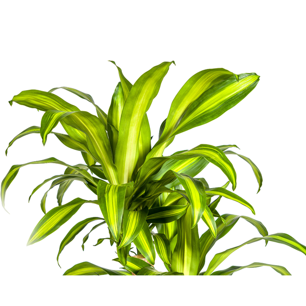 Dracaena Fragrans Massangeana Karussell Ø30cm - ↕130 - 150cm