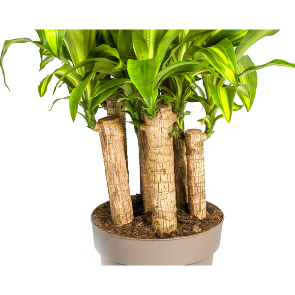 Dracaena Fragrans Massangeana Karussell Ø30cm - ↕130 - 150cm