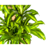 Dracaena Fragrans Massangeana Karussell Ø30cm - ↕130 - 150cm