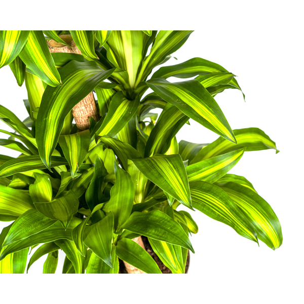 Dracaena Fragrans Massangeana Karussell Ø30cm - ↕130 - 150cm
