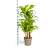 Dracaena Fragrans Massangeana Karussell Ø30cm - ↕130 - 150cm