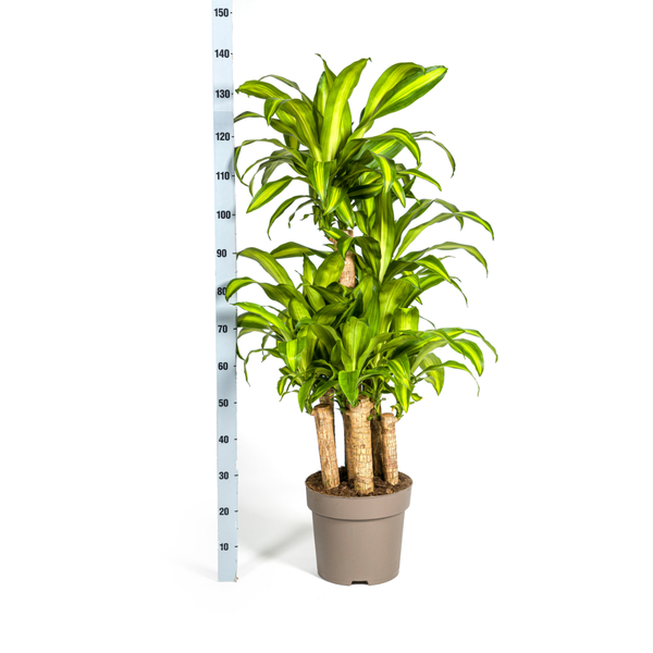 Dracaena Fragrans Massangeana Karussell Ø30cm - ↕130 - 150cm