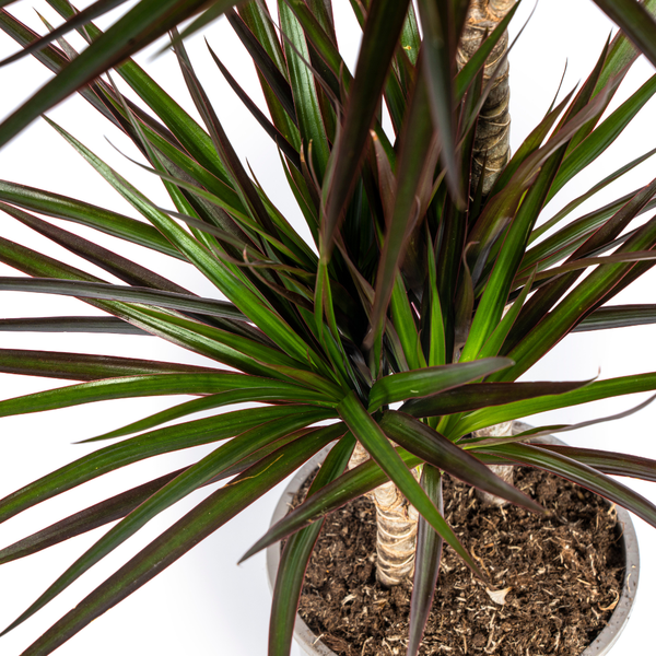 thumbnail_600-102 Dracaena Marginata Magenta Ø19cm - ↕70-90cm