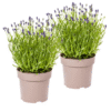 2x Lavandula angustifolia Ø19cm - ↕40 - 50cm