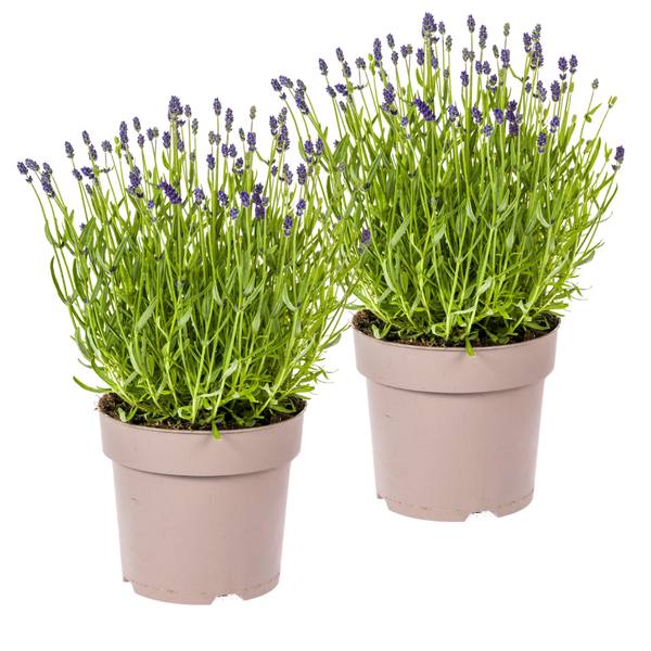 2x Lavandula angustifolia Ø19cm - ↕40 - 50cm