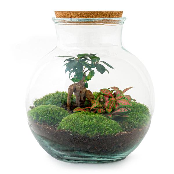 Flaschengarten - Teddy bonsai - ↕ 26,5 cm - Normal