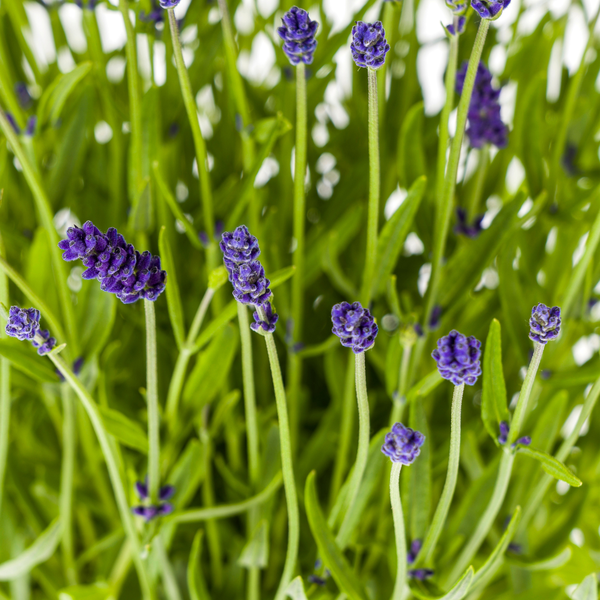 2x Lavandula angustifolia Ø19cm - ↕40 - 50cm