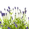 2x Lavandula angustifolia Ø19cm - ↕40 - 50cm