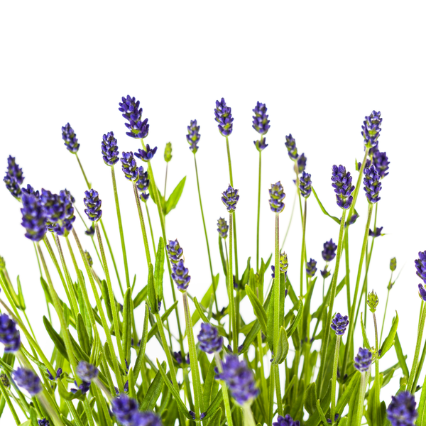 2x Lavandula angustifolia Ø19cm - ↕40 - 50cm