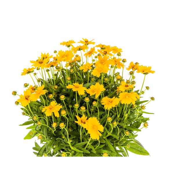 Coreopsis grandiflora Ø19cm - ↕50 - 60cm
