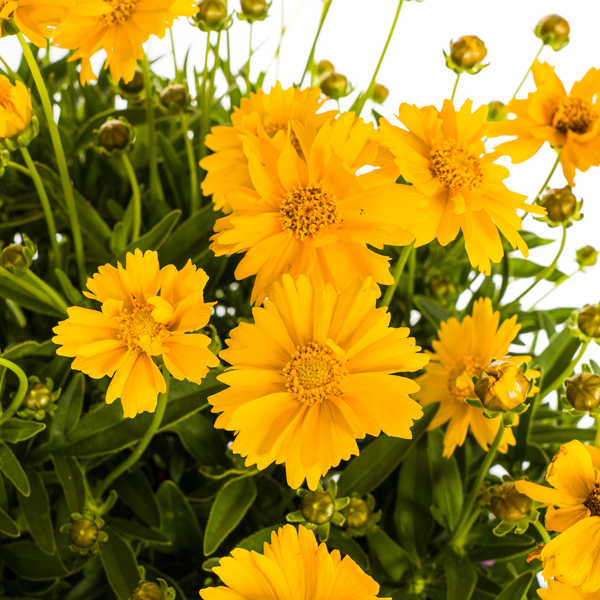 Coreopsis grandiflora Ø19cm - ↕50 - 60cm