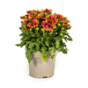 Gaillardia aristata Ø19cm - ↕40 - 50cm
