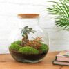 Flaschengarten - Teddy bonsai - ↕ 26,5 cm - Normal