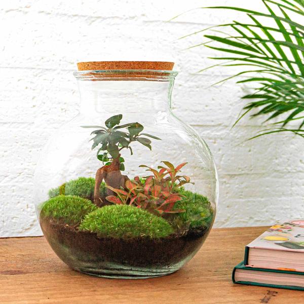 Flaschengarten - Teddy bonsai - ↕ 26,5 cm - Normal