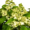 Hydrangea paniculata White Ø24cm - ↕70 - 80cm