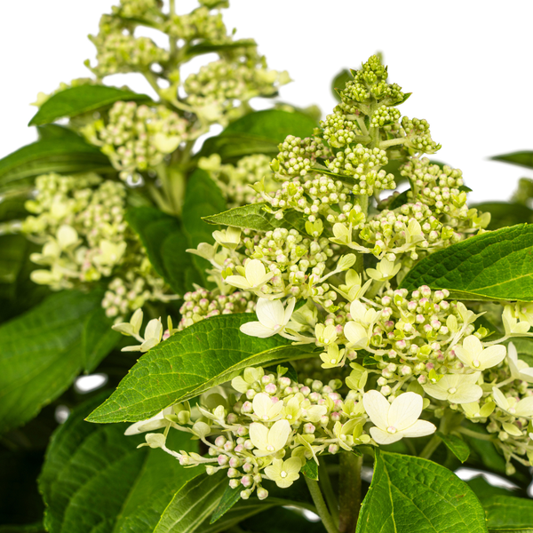 Hydrangea paniculata White Ø24cm - ↕70 - 80cm
