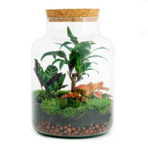 DIY Terrarium - Milky Palme - ↕ 30 cm