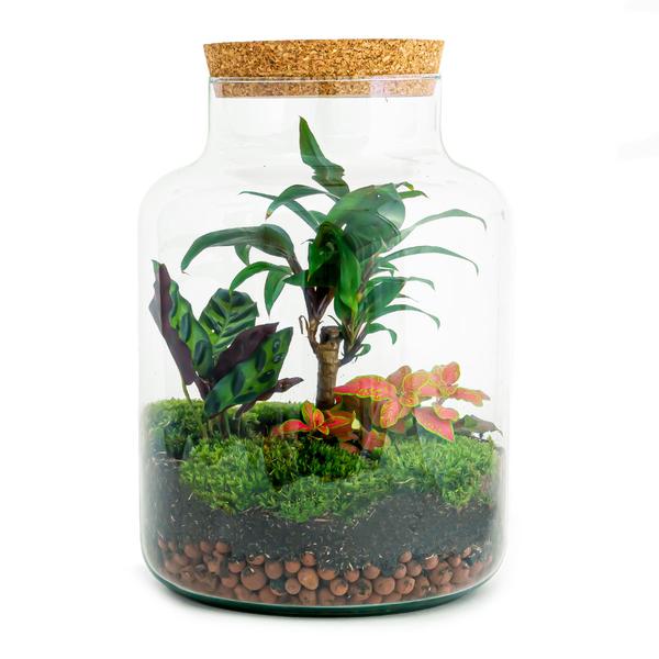 DIY Terrarium - Milky Palme - ↕ 30 cm
