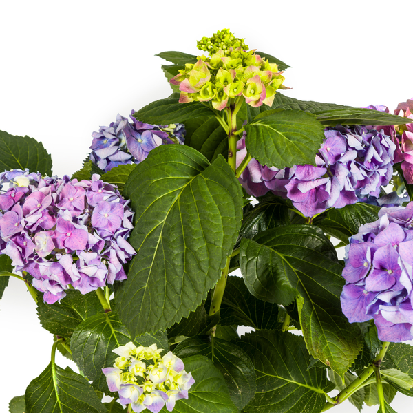 Hydrangea macrophylla Blue Ø24cm - ↕70 - 80cm