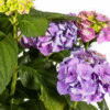 Hydrangea macrophylla Blue Ø24cm - ↕70 - 80cm