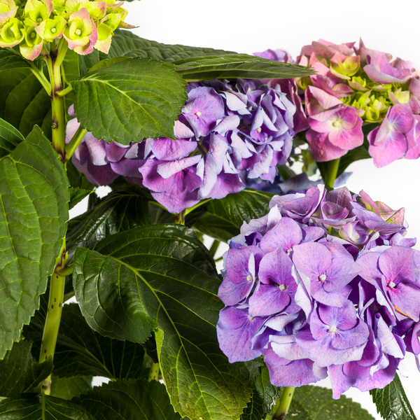 Hydrangea macrophylla Blue Ø24cm - ↕70 - 80cm