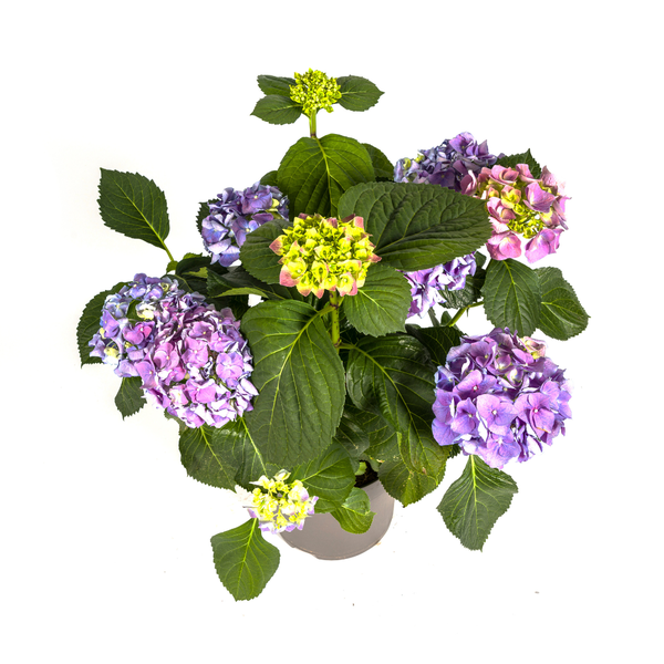 Hydrangea macrophylla Blue Ø24cm - ↕70 - 80cm
