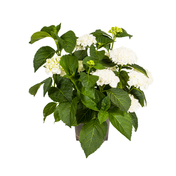 Hydrangea macrophylla White Ø24cm - ↕70 - 80cm