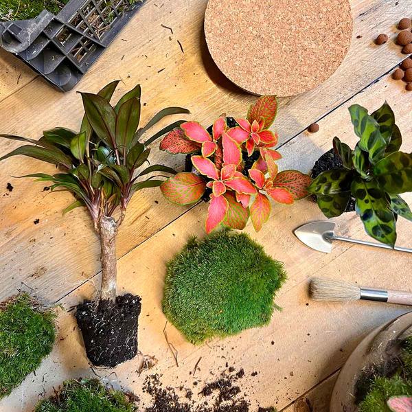 DIY Terrarium - Milky Palme - ↕ 30 cm