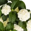 Hydrangea macrophylla White Ø24cm - ↕70 - 80cm
