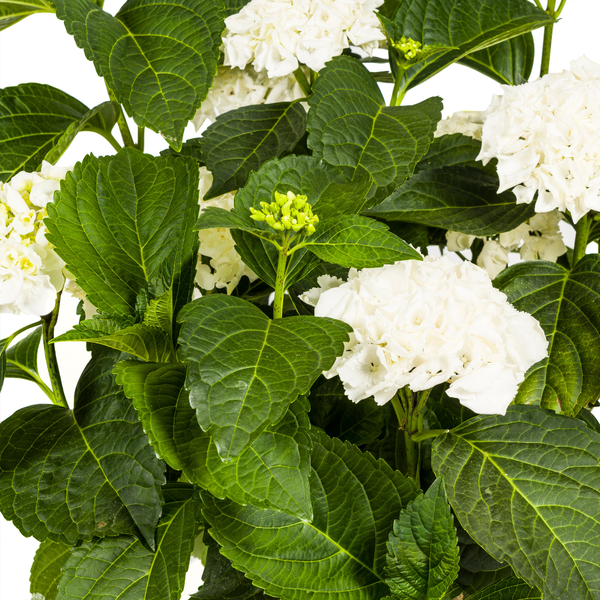 Hydrangea macrophylla White Ø24cm - ↕70 - 80cm
