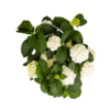 Hydrangea macrophylla White Ø24cm - ↕70 - 80cm