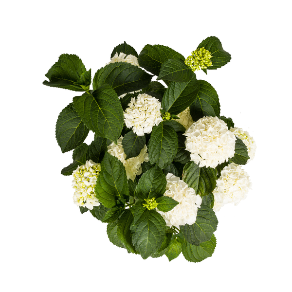 Hydrangea macrophylla White Ø24cm - ↕70 - 80cm