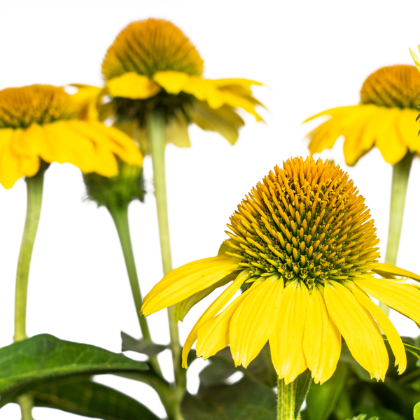 Echinacea purpurea Yellow Ø19cm - ↕60 - 70cm
