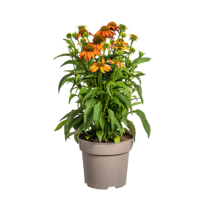 Echinacea purpurea Orange Ø19cm - ↕60 - 70cm
