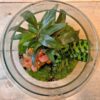 DIY Terrarium - Milky Palme - ↕ 30 cm