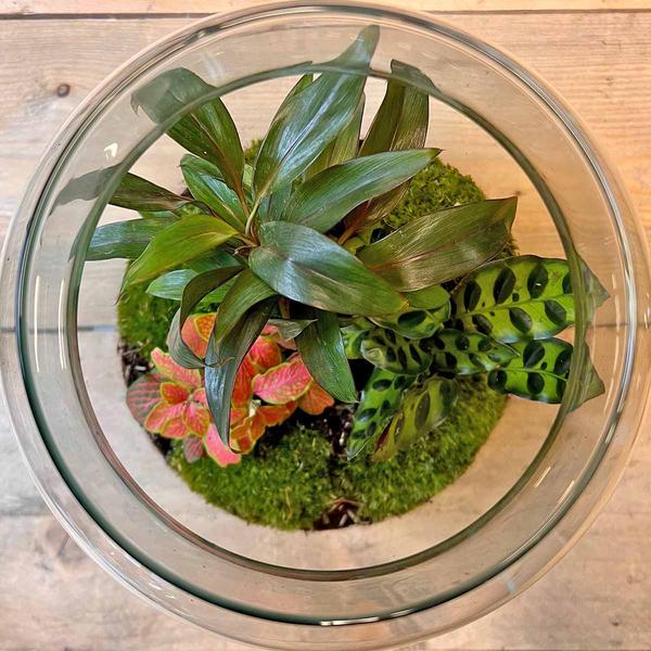 DIY Terrarium - Milky Palme - ↕ 30 cm